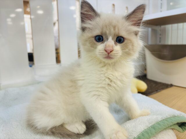 ネヴァマスカレード