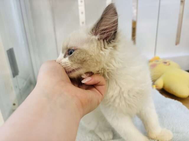 ネヴァマスカレード