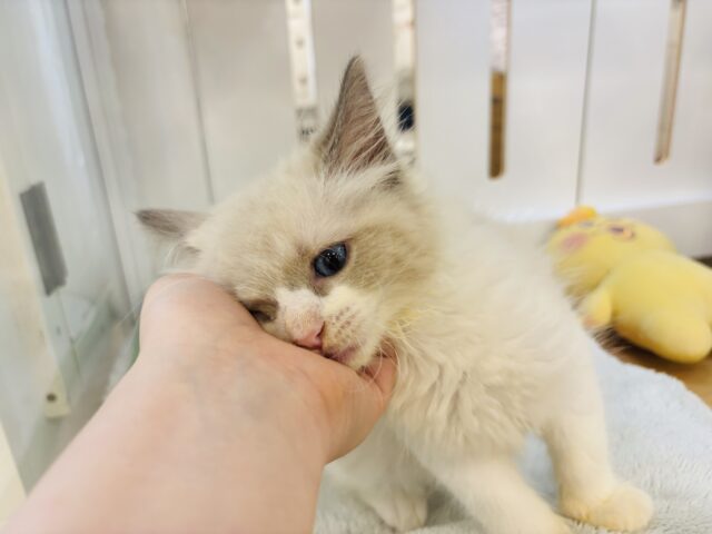 ネヴァマスカレード