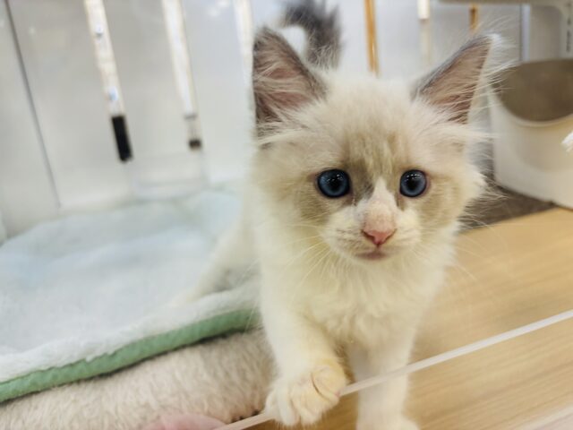 ネヴァマスカレード