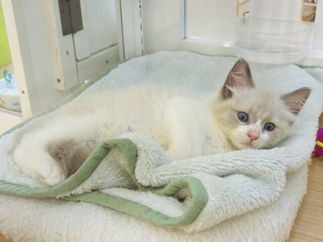 ネヴァマスカレード