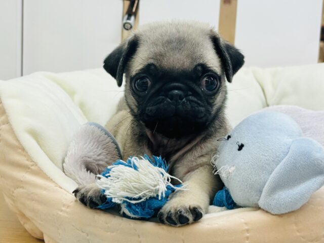 僕の沼はふか〜〜いよ♡パグくん！