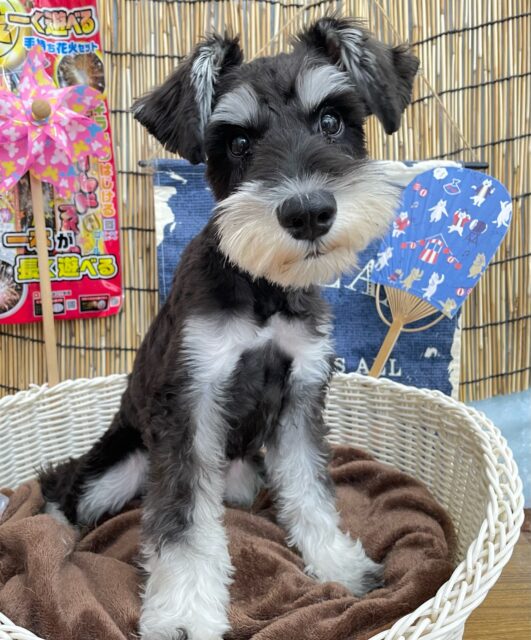 ミニチュアシュナウザー