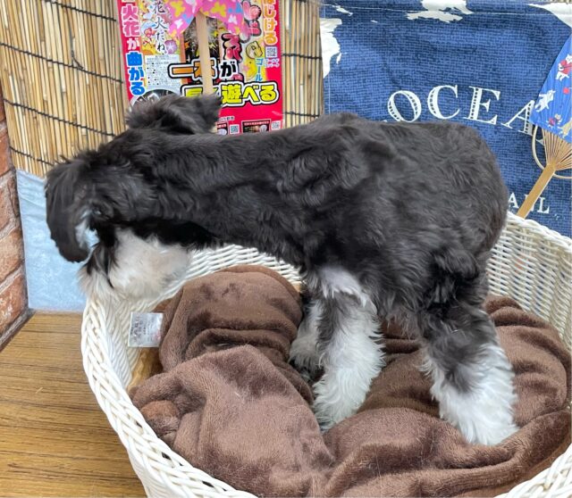 ミニチュアシュナウザー