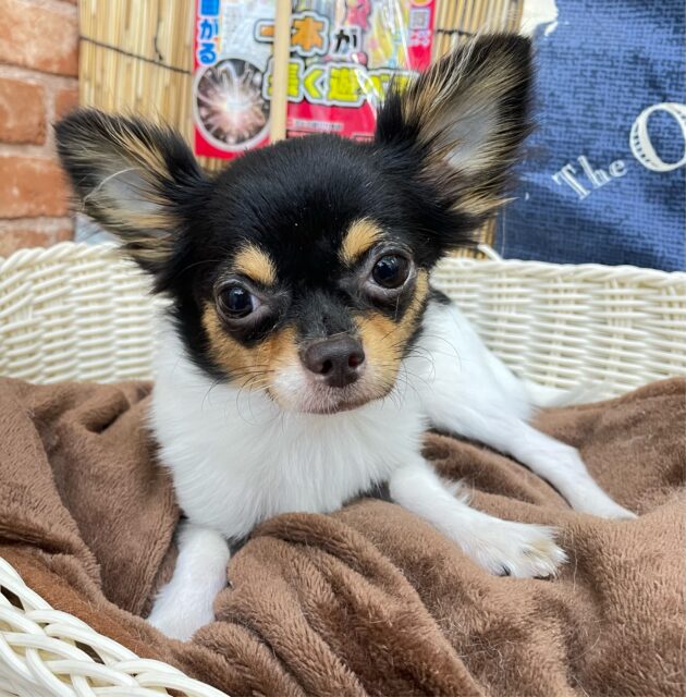 ごろ〜ん_(-ω-_)⌒)_ロングチワワ(パーティ)💖女の子💖2025年1月4日生まれ