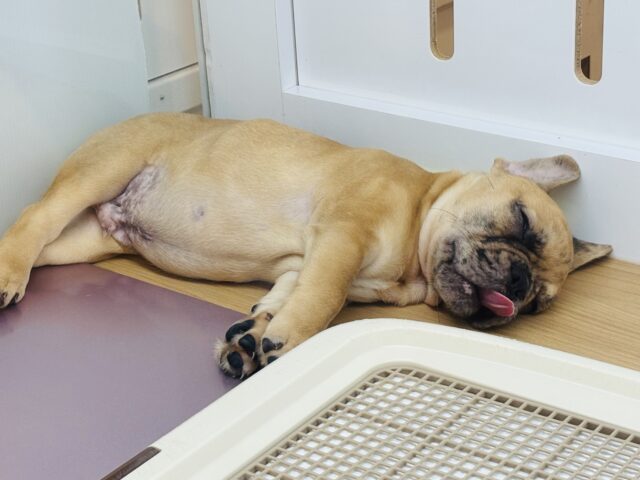 フレンチブルドッグ