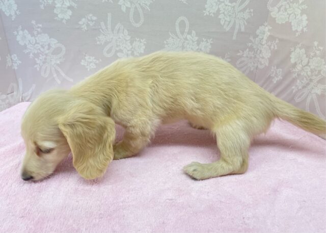 ミニチュアダックス