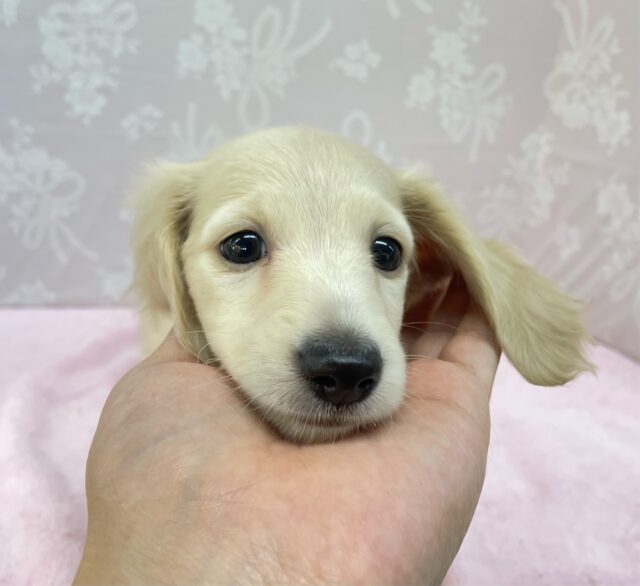 ミニチュアダックス