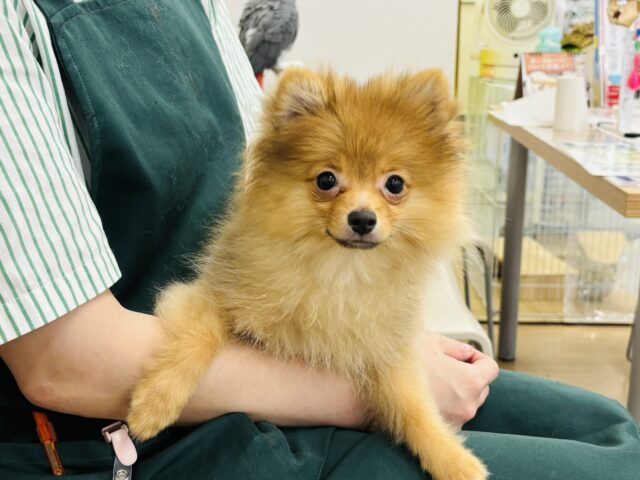 ポメラニアン