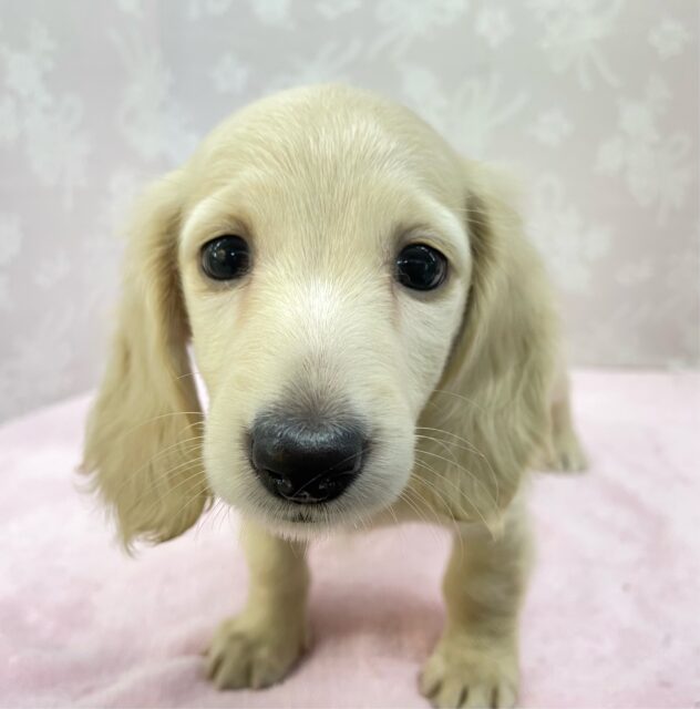 ミニチュアダックス