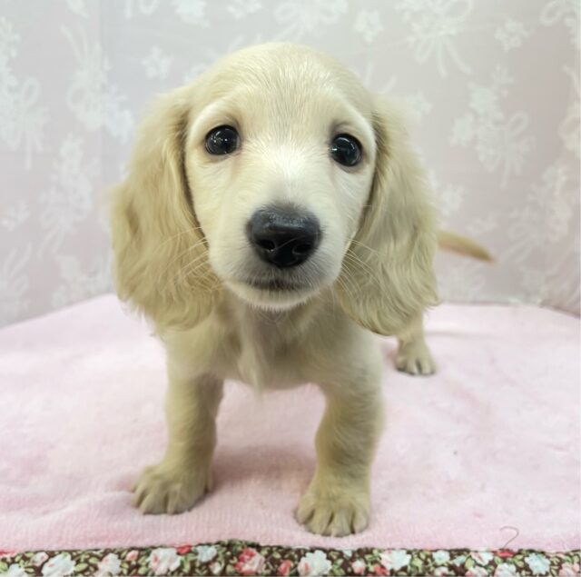 ミニチュアダックス