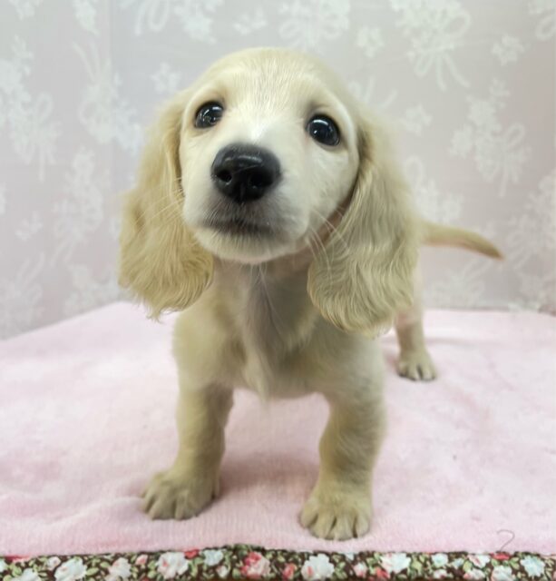 ミニチュアダックス