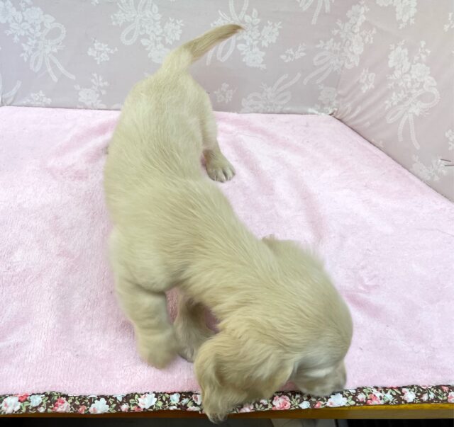 ミニチュアダックス