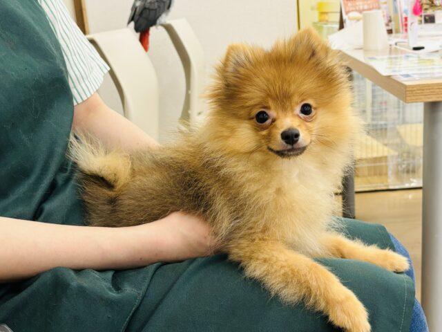ポメラニアン