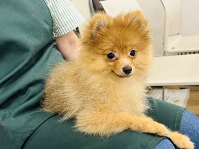 ポメラニアン