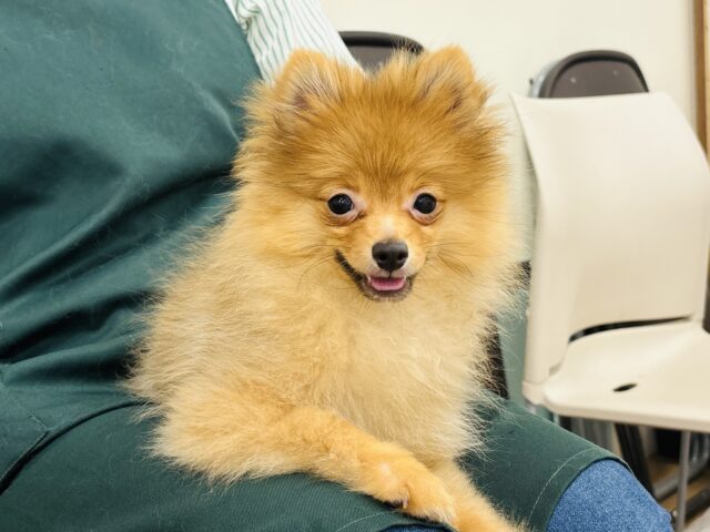 ポメラニアン