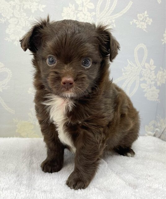 寝るのが1番ⳣ₹💤ハーフ犬(チワワ✖️トイプードル)(チョコレート)🍫男の子💙2025年6月28日生まれ