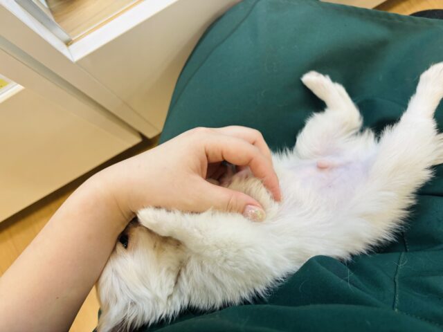 チワペキ（ペキチー、ペキチワ）