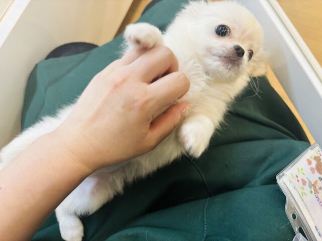 チワペキ（ペキチー、ペキチワ）