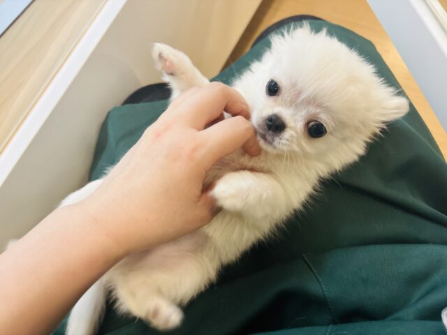 チワペキ（ペキチー、ペキチワ）