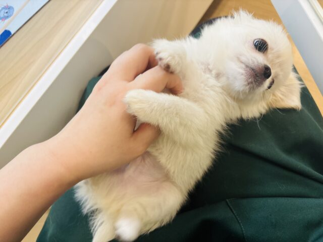 チワペキ（ペキチー、ペキチワ）