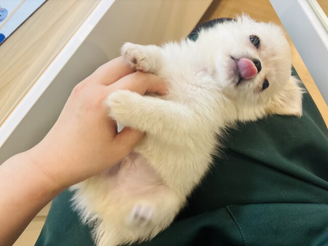 チワペキ（ペキチー、ペキチワ）