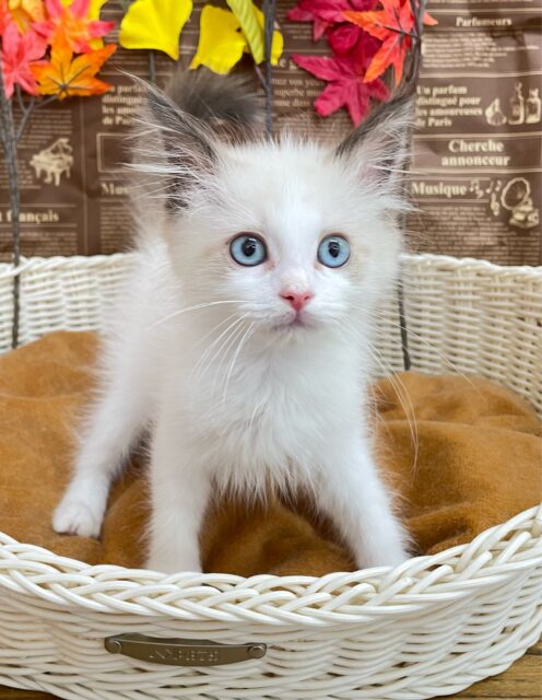 キレイな瞳👀️️️🩵ラグドール(シールポイントバイカラー)‎🤍男の子💙2025年6月10日生まれ