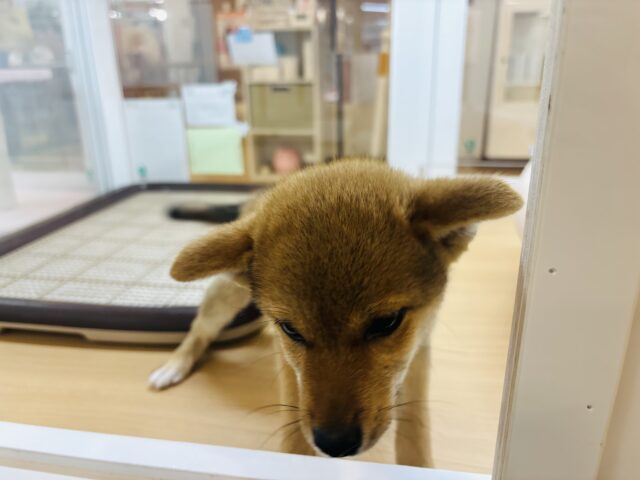 柴犬