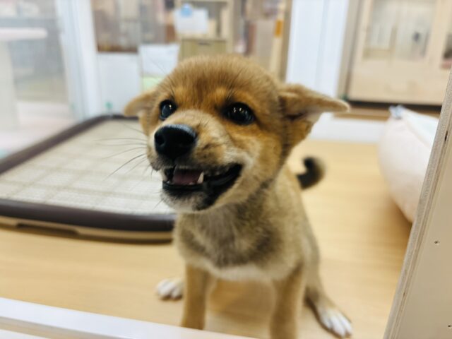 柴犬