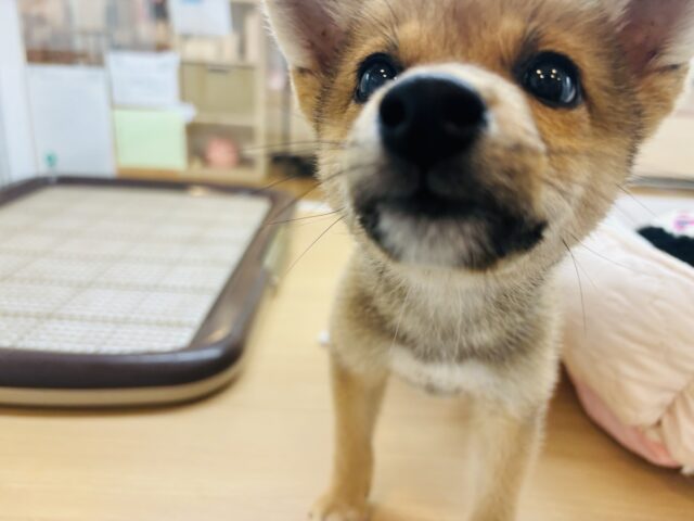柴犬