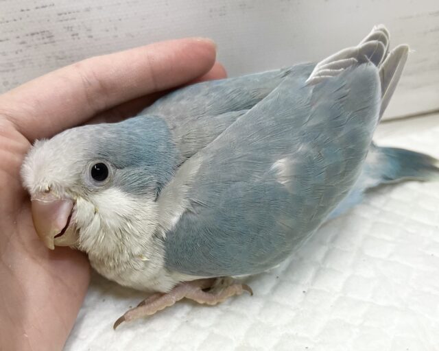 オキナインコ