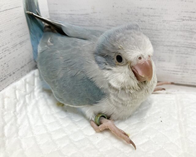 オキナインコ