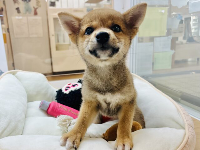 柴犬