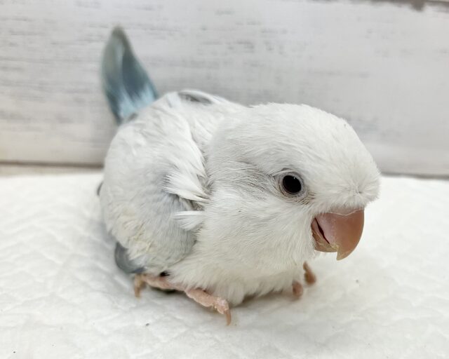 オキナインコ