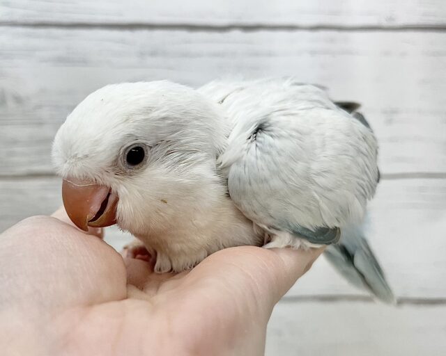 オキナインコ