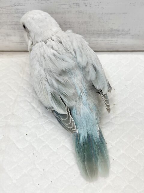 オキナインコ