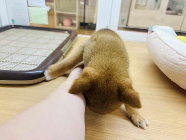 柴犬