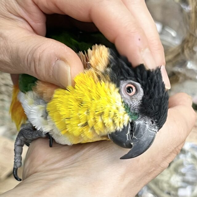 最新画像あり⭐️動画あり⭐️カキカキ待ちです☺️🖤 スグロシロハラインコ