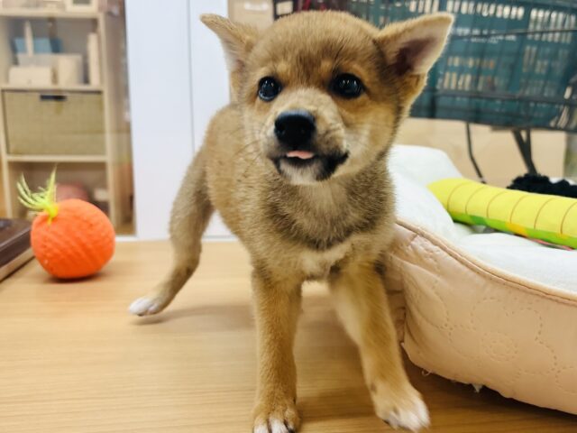 柴犬