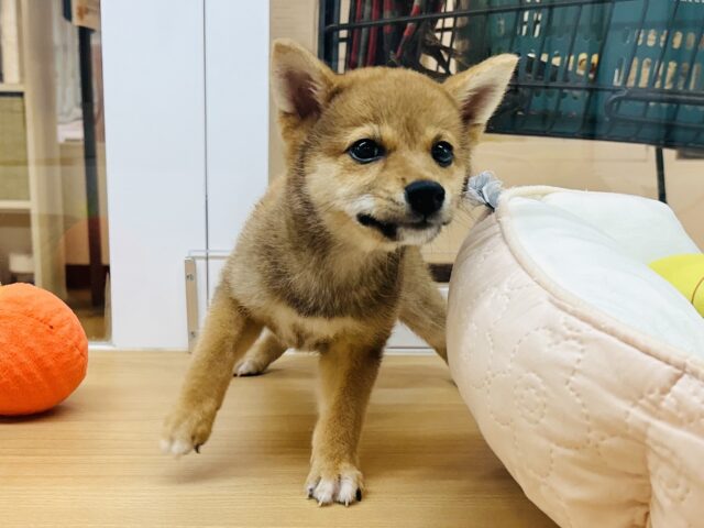 柴犬