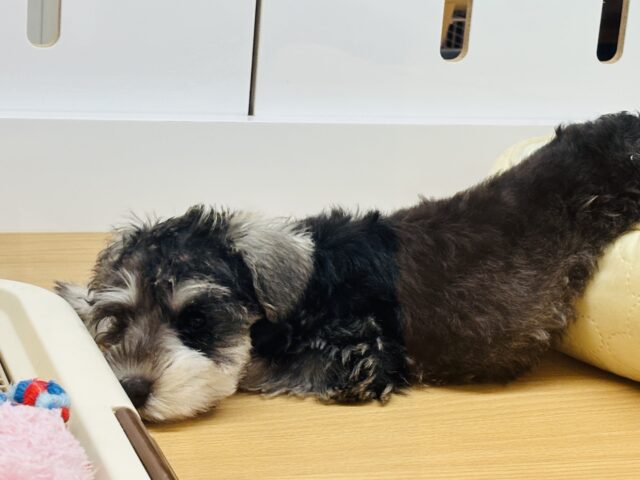 ミニチュアシュナウザー