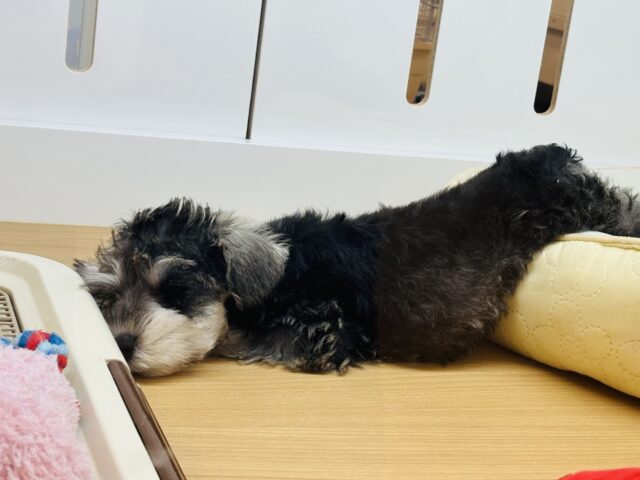 ミニチュアシュナウザー