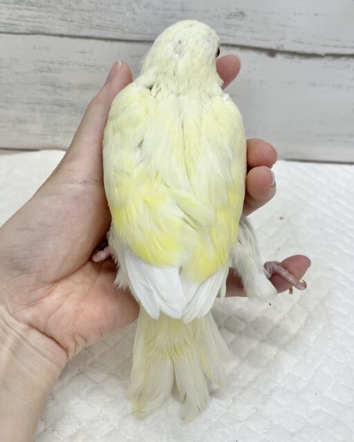 オキナインコ