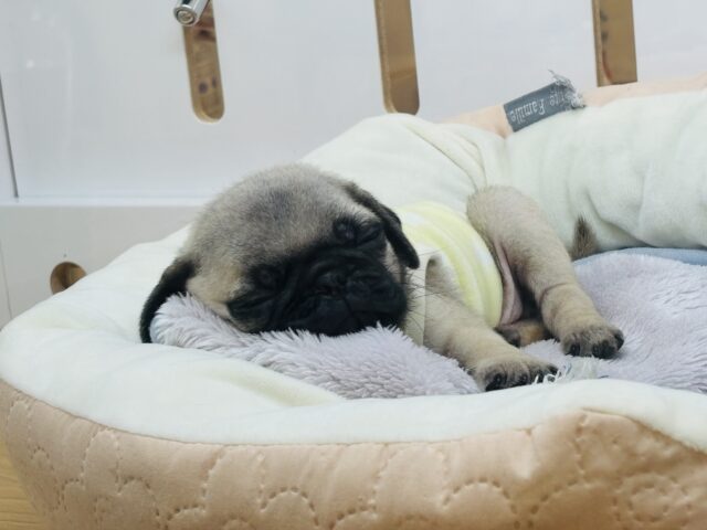 スコティッシュフォールド