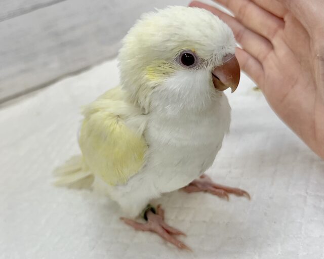オキナインコ