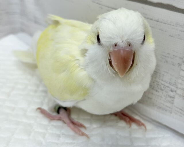 オキナインコ