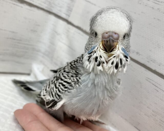 ジャンボセキセイインコ