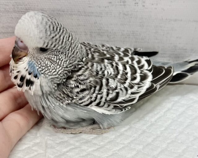 ジャンボセキセイインコ