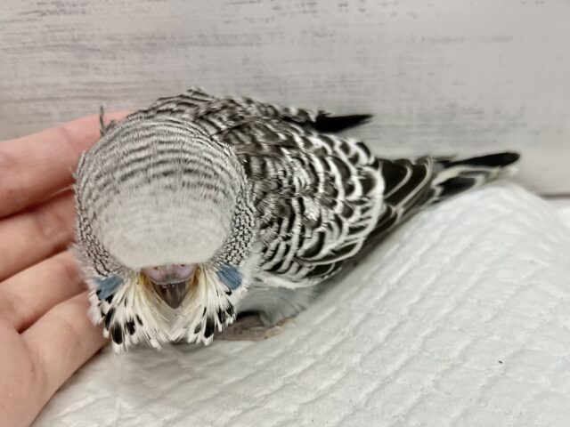 ジャンボセキセイインコ