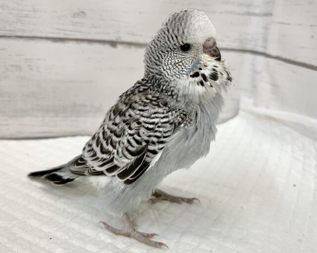 ジャンボセキセイインコ